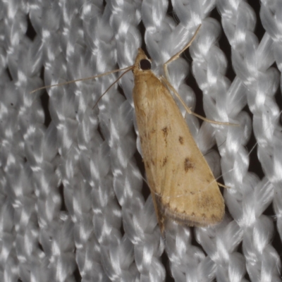 Achyra nigrirenalis (Pyraustinae) at Morton Plains, VIC - 18 Feb 2017 by WendyEM