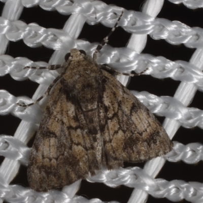 Rhuma argyraspis (Webbed Grey) at Morton Plains, VIC - 18 Feb 2017 by WendyEM