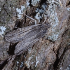 Calathusa thermosticha (Hypeninae) at Morton Plains, VIC - 18 Feb 2017 by WendyEM