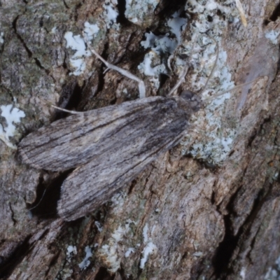 Calathusa thermosticha (Hypeninae) at Morton Plains, VIC - 19 Feb 2017 by WendyEM