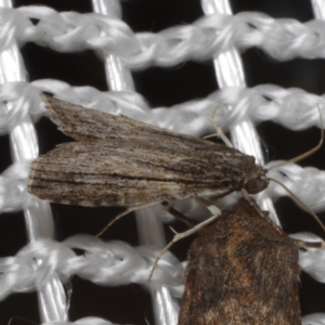 Calathusa thermosticha at Morton Plains, VIC - 19 Feb 2017