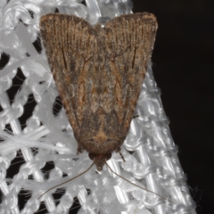 Ectopatria mundoides (Brown Saltbush Moth) at Morton Plains, VIC - 18 Feb 2017 by WendyEM