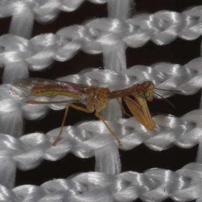 Unverified Other Lacewing (several families) at Morton Plains, VIC - 19 Feb 2017 by WendyEM