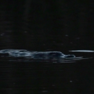 Ornithorhynchus anatinus at Jerrabomberra Wetlands - 29 May 2024