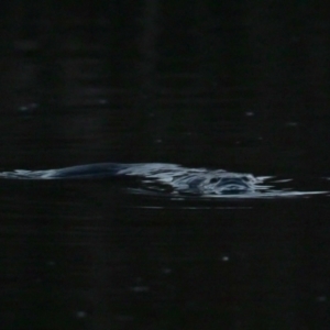 Ornithorhynchus anatinus at Jerrabomberra Wetlands - 29 May 2024 05:20 PM