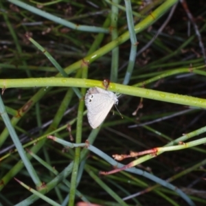 Duma florulenta at Morton Plains, VIC - 5 Feb 2017