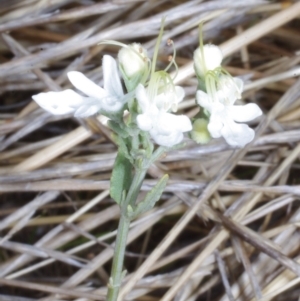 Teucrium racemosum at Morton Plains, VIC - 5 Feb 2017