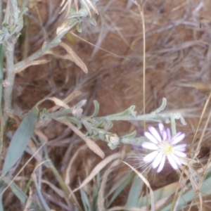 Vittadinia gracilis at Morton Plains, VIC - 5 Feb 2017