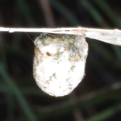 Unidentified Spider (Araneae) at Morton Plains, VIC - 5 Feb 2017 by WendyEM