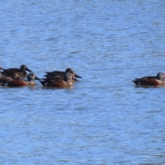 Spatula rhynchotis (Australasian Shoveler) at Jerrabomberra Wetlands - 28 May 2024 by RodDeb