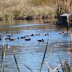 Spatula rhynchotis at Jerrabomberra Wetlands - 28 May 2024