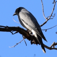 Coracina novaehollandiae at Fyshwick, ACT - 28 May 2024 by RodDeb