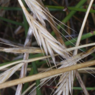 Lolium rigidum (Wimmera Ryegrass) at Morton Plains, VIC - 5 Feb 2017 by WendyEM