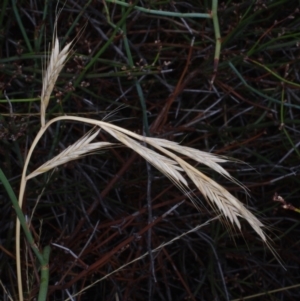 Lolium rigidum at Morton Plains, VIC - 5 Feb 2017 01:45 PM