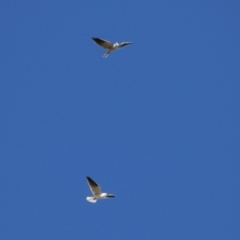 Elanus axillaris (Black-shouldered Kite) at Fyshwick, ACT - 28 May 2024 by RodDeb