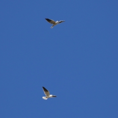 Elanus axillaris (Black-shouldered Kite) at Jerrabomberra Wetlands - 28 May 2024 by RodDeb