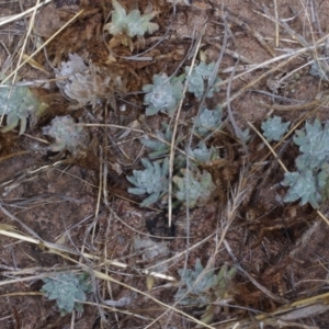 Maireana excavata at Morton Plains, VIC - 5 Feb 2017