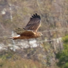 Circus approximans (Swamp Harrier) at Fyshwick, ACT - 28 May 2024 by RodDeb