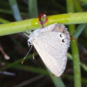 Nacaduba biocellata at Morton Plains, VIC - 5 Feb 2017