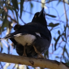 Strepera graculina (Pied Currawong) at Fyshwick, ACT - 28 May 2024 by RodDeb