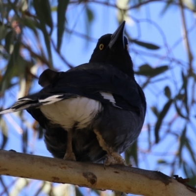 Strepera graculina at Jerrabomberra Wetlands - 28 May 2024 by RodDeb