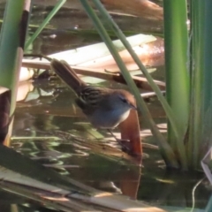 Poodytes gramineus (Little Grassbird) at Fyshwick, ACT - 28 May 2024 by RodDeb