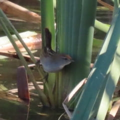 Poodytes gramineus at Jerrabomberra Wetlands - 28 May 2024