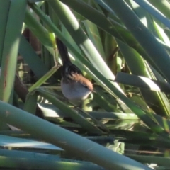 Poodytes gramineus at Jerrabomberra Wetlands - 28 May 2024