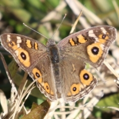 Junonia villida (Meadow Argus) at Jerrabomberra Wetlands - 28 May 2024 by RodDeb