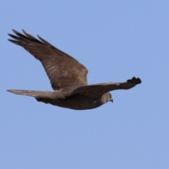 Tachyspiza fasciata (Brown Goshawk) at Jerrabomberra Wetlands - 28 May 2024 by RodDeb