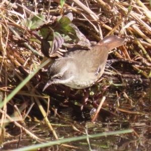 Sericornis frontalis at Jerrabomberra Wetlands - 28 May 2024