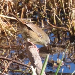 Sericornis frontalis at Jerrabomberra Wetlands - 28 May 2024