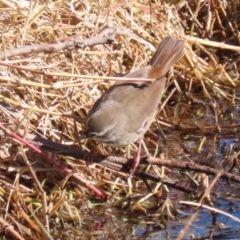 Sericornis frontalis at Jerrabomberra Wetlands - 28 May 2024