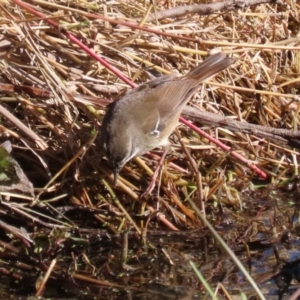 Sericornis frontalis at Jerrabomberra Wetlands - 28 May 2024