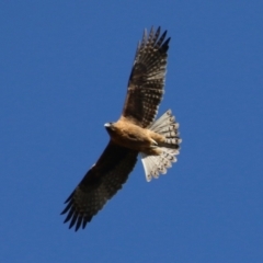 Hieraaetus morphnoides (Little Eagle) at Jerrabomberra Wetlands - 28 May 2024 by RodDeb