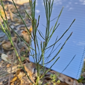 Exocarpos cupressiformis at Birrigai - 28 May 2024