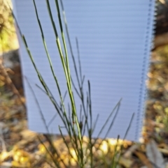 Exocarpos cupressiformis at Birrigai - 28 May 2024