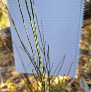 Exocarpos cupressiformis at Birrigai - 28 May 2024