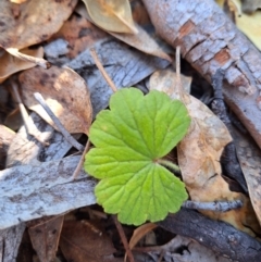 Hydrocotyle laxiflora (Stinking Pennywort) at Birrigai - 27 May 2024 by jac