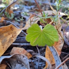 Hydrocotyle laxiflora at Birrigai - 28 May 2024 09:34 AM