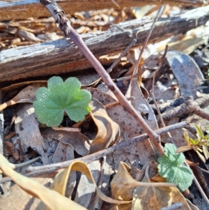 Hydrocotyle laxiflora at Birrigai - 28 May 2024 09:34 AM