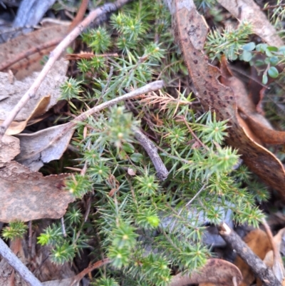 Acrotriche serrulata (Ground-berry) at Kambah, ACT - 27 May 2024 by jac