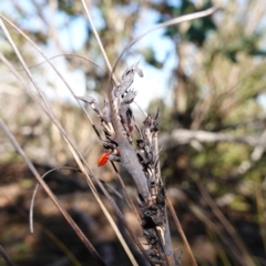 Gahnia subaequiglumis (Bog Saw-sedge) at Deua National Park (CNM area) - 29 May 2024 by RobG1