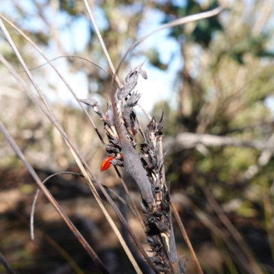 Gahnia subaequiglumis (Bog Saw-sedge) at QPRC LGA - 29 May 2024 by RobG1