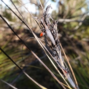 Gahnia subaequiglumis at Deua National Park (CNM area) - 29 May 2024