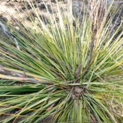 Gahnia subaequiglumis at Deua National Park (CNM area) - 29 May 2024