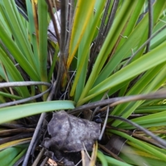 Gahnia subaequiglumis at Deua National Park (CNM area) - 29 May 2024