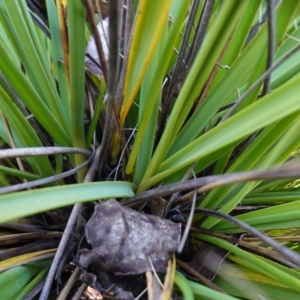 Gahnia subaequiglumis at Deua National Park (CNM area) - 29 May 2024