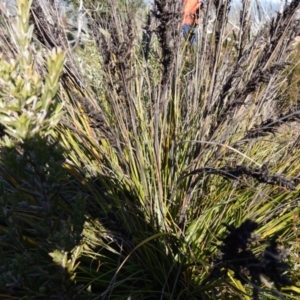 Gahnia subaequiglumis at Deua National Park (CNM area) - 29 May 2024