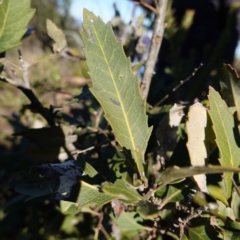 Lomatia myricoides (River Lomatia) at QPRC LGA - 29 May 2024 by RobG1